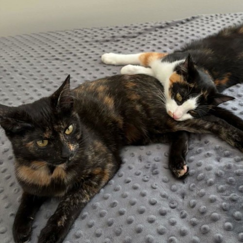 Heidi  - Domestic Short Hair (DSH) Cat