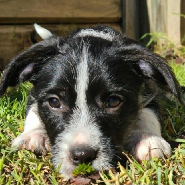 Photo of Ivy
