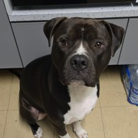 Photo of Yogi