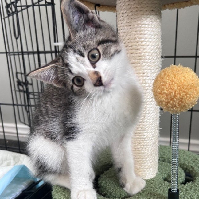 Photo of Arnie Purrzenegger 💪 