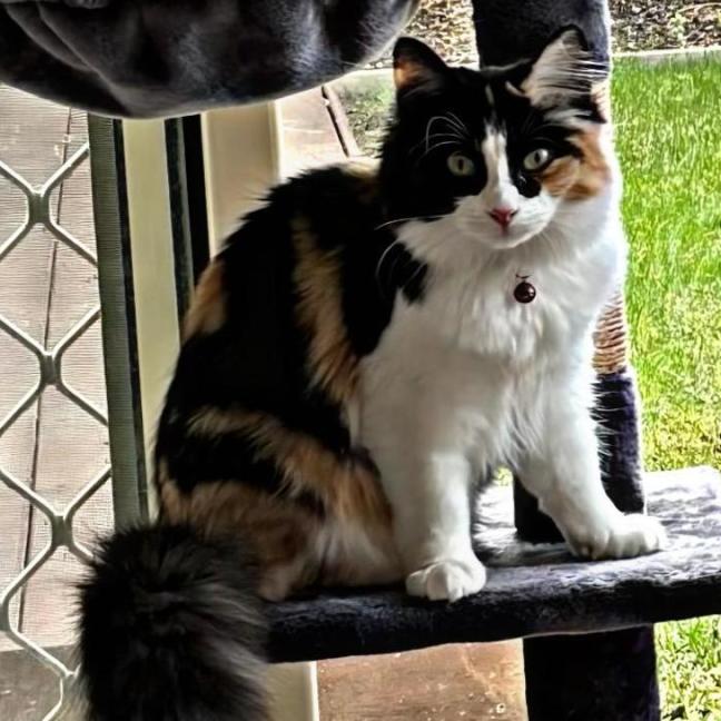 Photo of Roxy