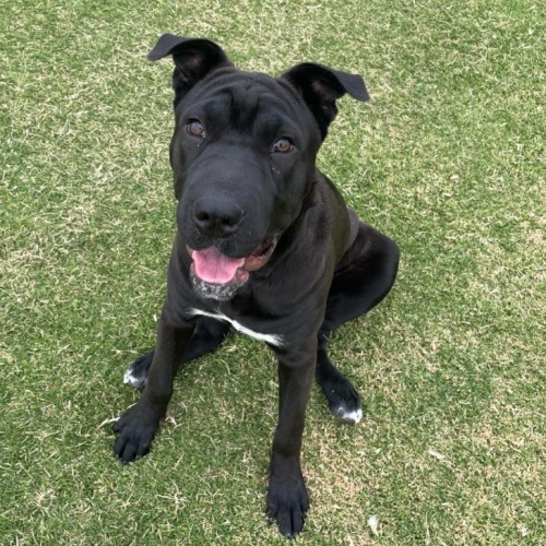 Eowyn - Shar Pei Dog