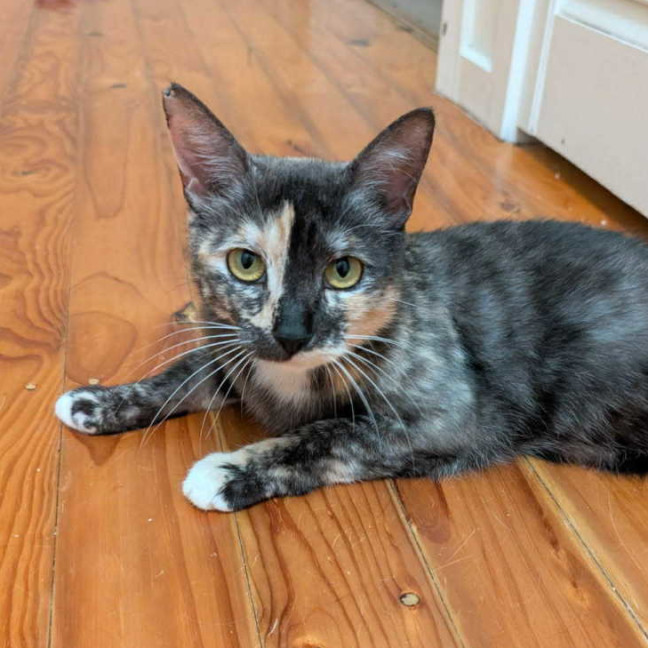 Photo of Juno