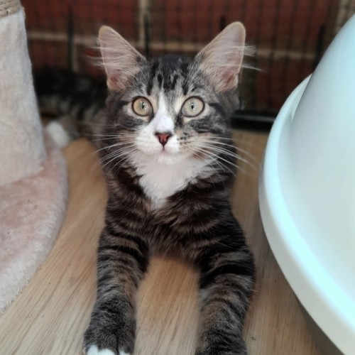 Oreo - Domestic Short Hair (DSH) Cat