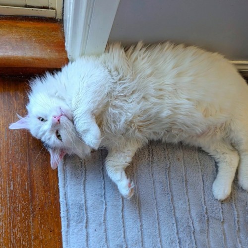 Boofhead - Domestic Medium Hair (DMH) Cat