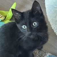 Photo of Hitam & Yana (Can Be Adopted Separately)