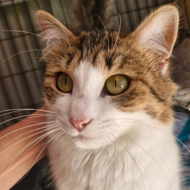 Photo of Tiger Lily