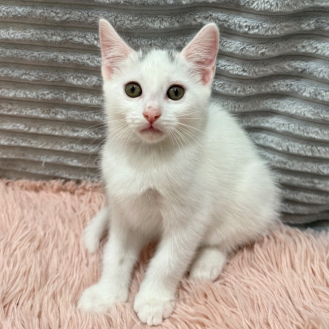 Photo of Luci