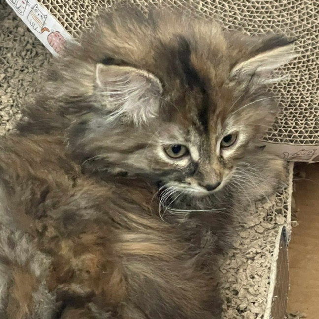 Photo of Pepper**2nd Chance Cat Rescue**