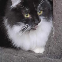 Photo of Buttons **2nd Chance Cat Rescue**