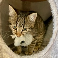 Photo of Nina   Located In Kensington