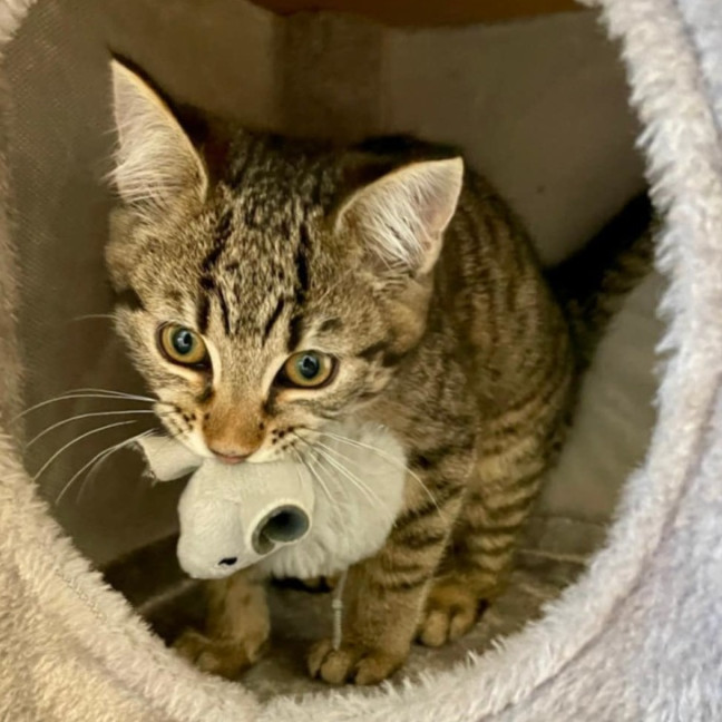 Photo of Nina   Located In Kensington