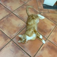 Photo of Frankie