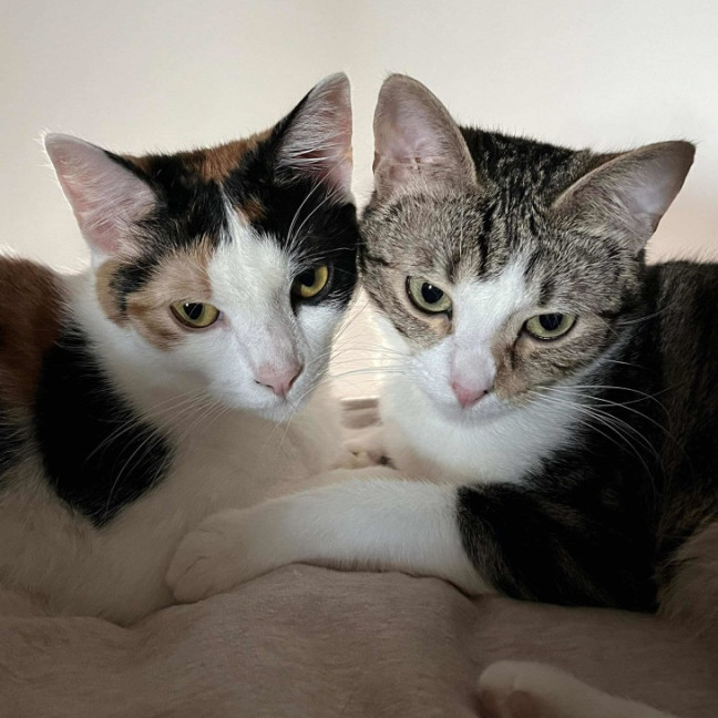 Photo of Cali & Penny💗