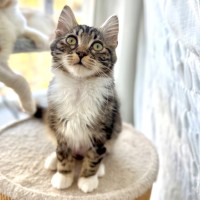 Photo of Trixie