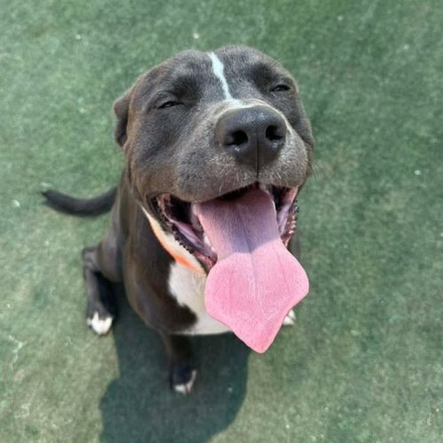 Goku - American Staffordshire Terrier Dog