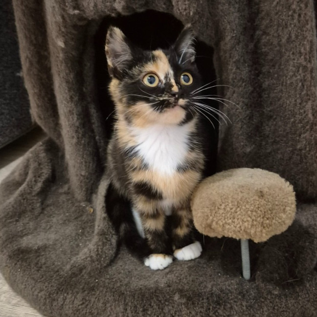 Photo of Lulu