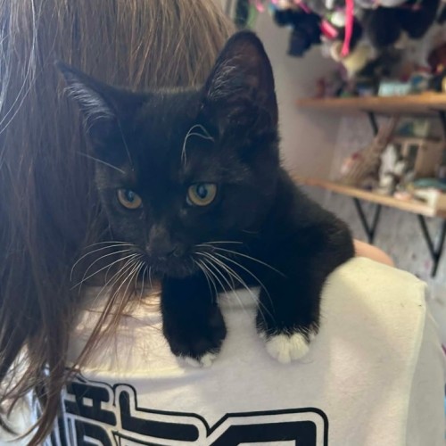 Levi - Domestic Short Hair (DSH) Cat