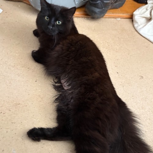 Wendy - Domestic Long Hair (DLH) Cat