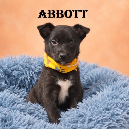 Abbott - Mixed breed Dog