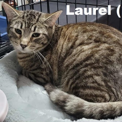 Laurel - Domestic Short Hair (DSH) Cat