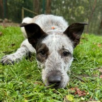 Photo of Runi