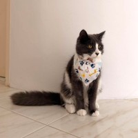 Photo of Jet