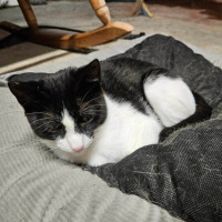 Photo of Libby ** 2nd Chance Cat Rescue **