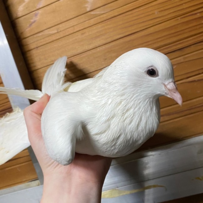 Photo of Bobby