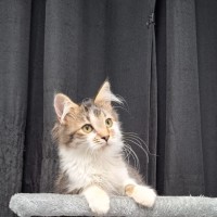 Photo of Hunter