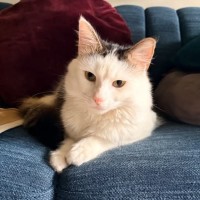 Photo of Basil