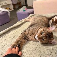 Photo of Amber