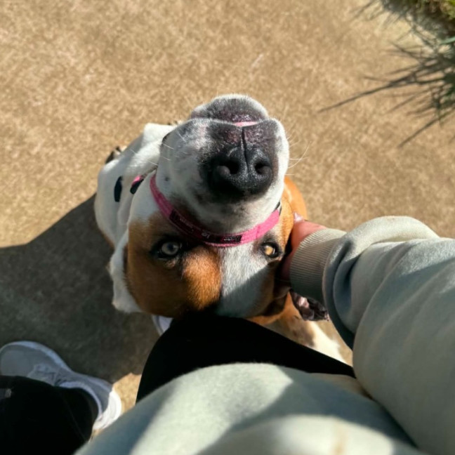 Photo of Reacher