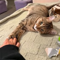 Photo of Amber