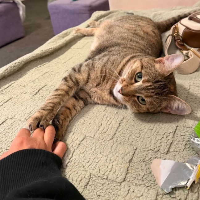 Photo of Amber
