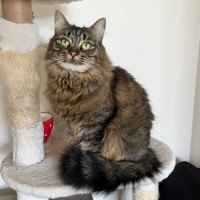 Photo of Foxi Loxi *9 Lives Project Rescue*