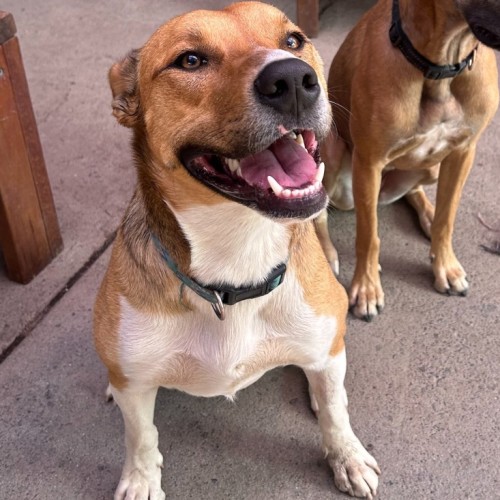 Easter Egg - Mastiff Dog