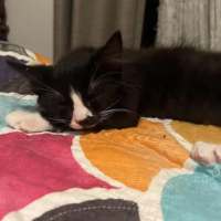 Photo of Pepe Le Pew