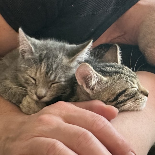 Photo of Enna **2nd Chance Cat Rescue**