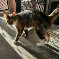 Photo of Mary ** 2nd Chance Cat Rescue **