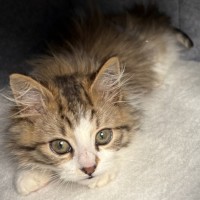 Photo of Biscuit