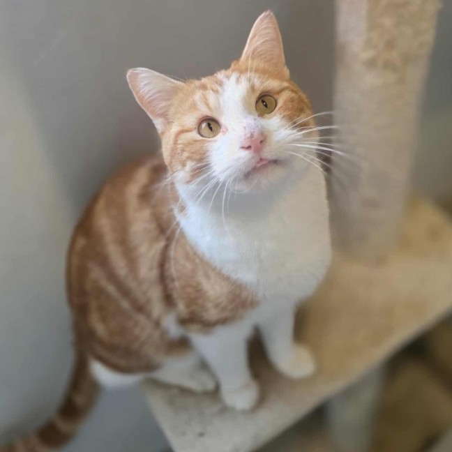 Photo of Kevin Jonas 💛