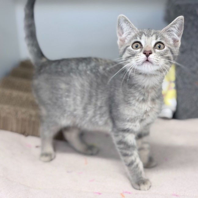 Photo of Shortcake