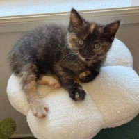 Photo of 🌷 Peppa 🌷