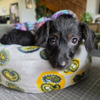Photo of Betsy 
