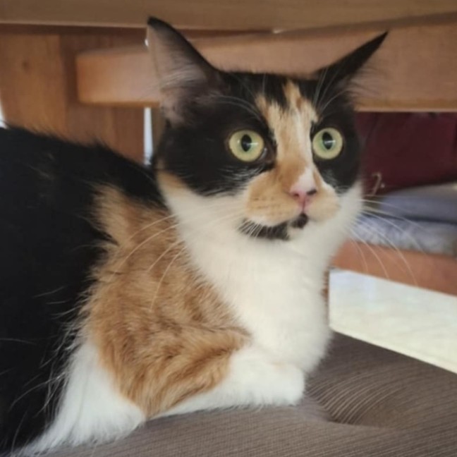 Photo of Frankie 💋 *9 Lives Project Rescue*