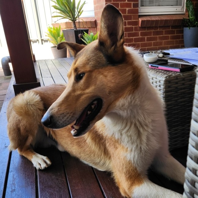 Photo of Jock