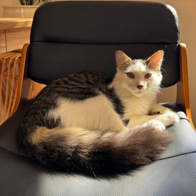 Photo of Enzo