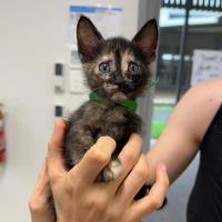 Photo of Wild Mocha