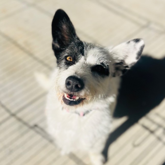 Photo of Rosie 🌹🌞